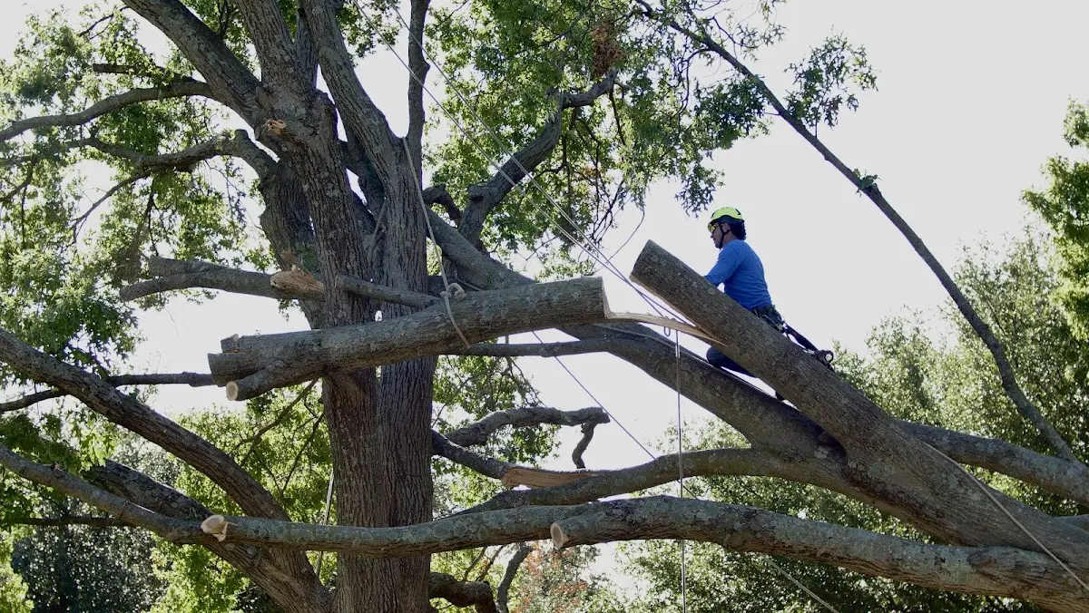 Professional Crown Thinning performed by certified arborists in Taloga